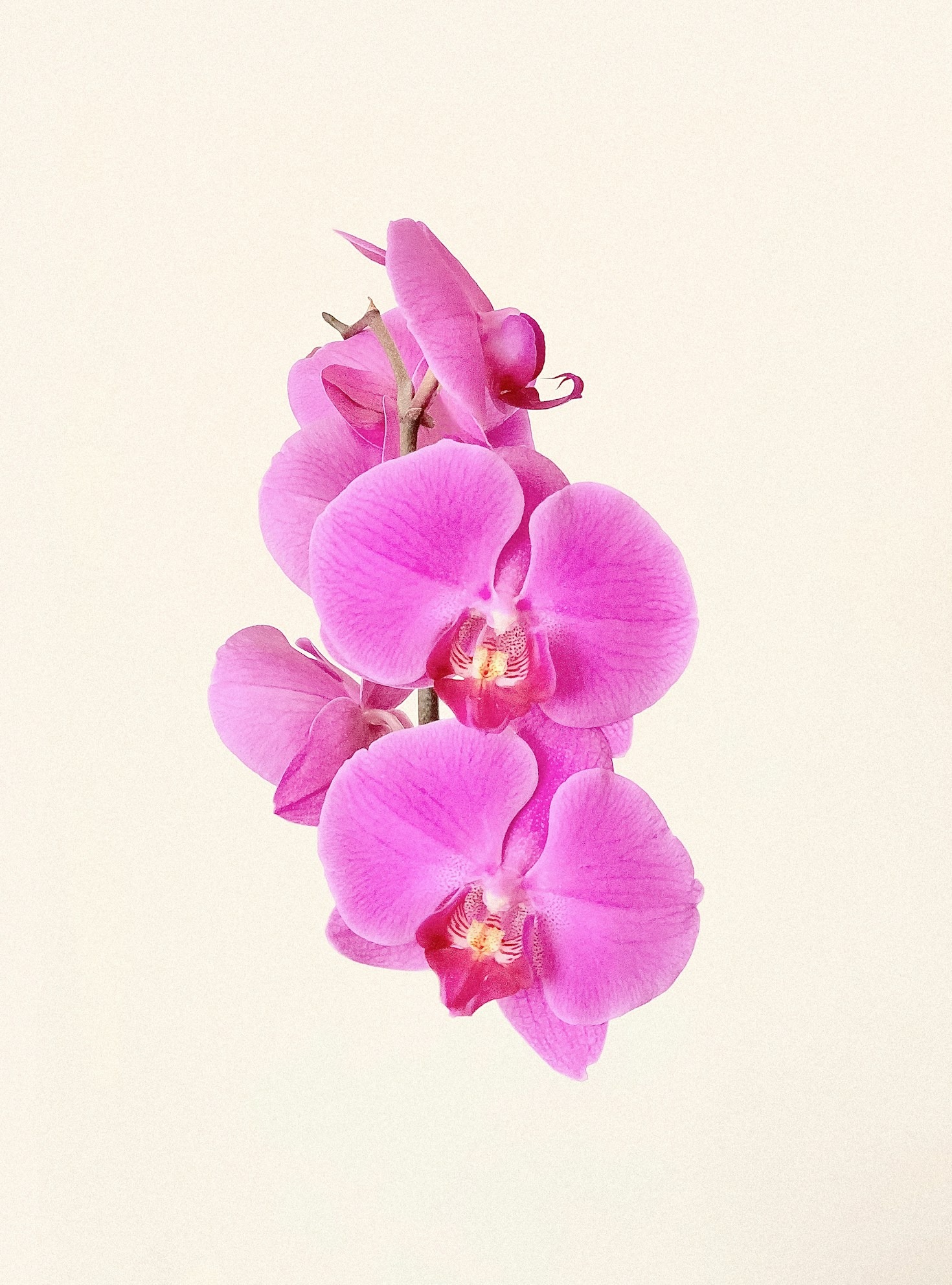 Troubleshooting Common Orchid Pests and Diseases