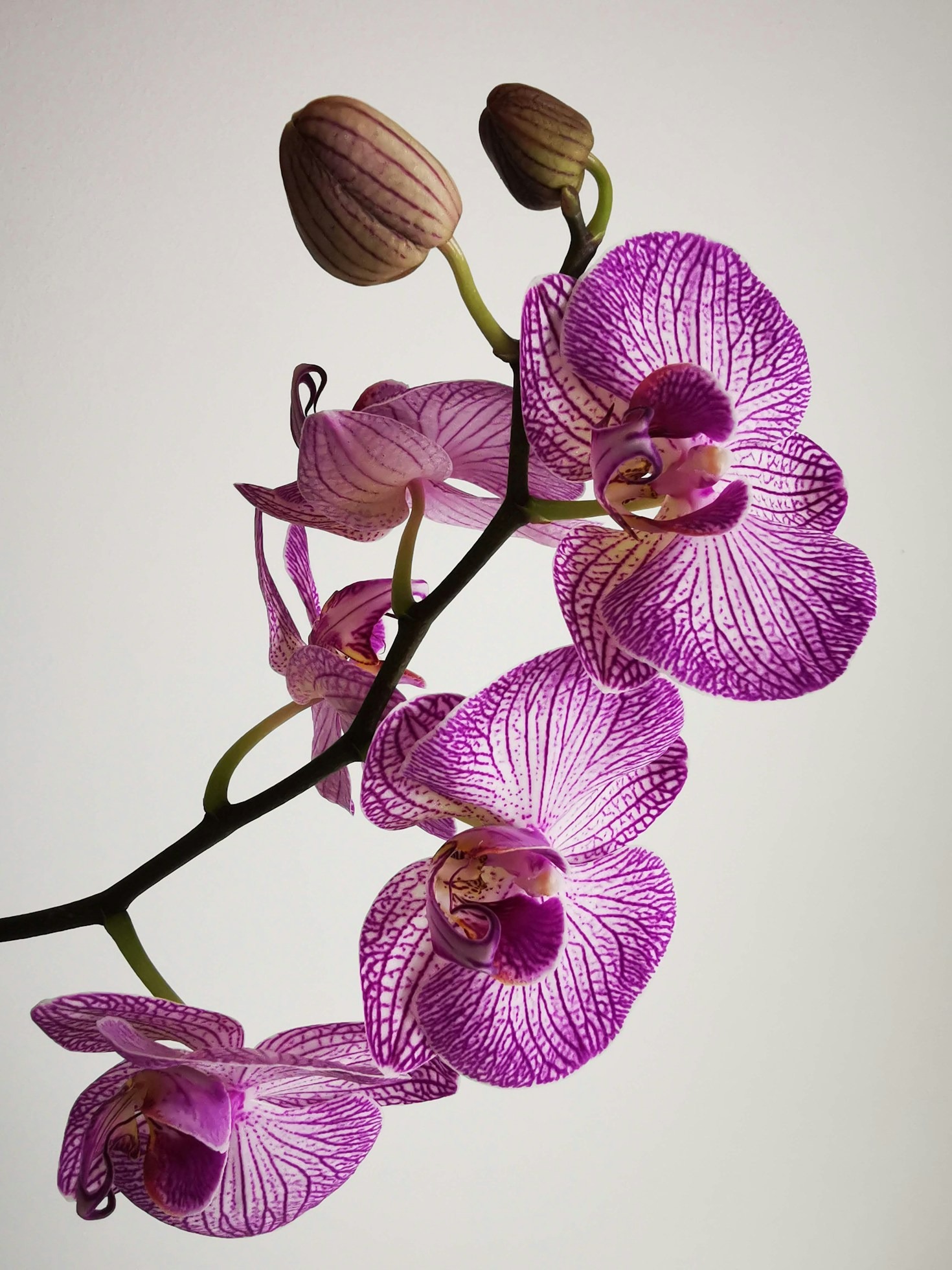 The Secret to Getting Your Orchids Blooming